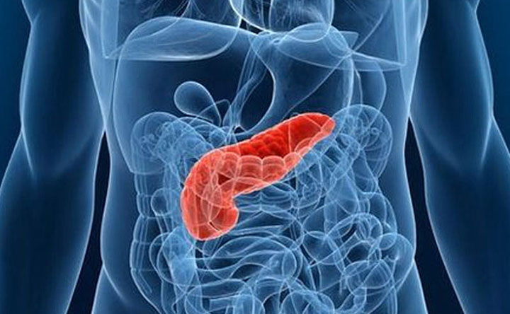 Cancro al pancreas: nuove cure attivando un recettore dell’estrogeno